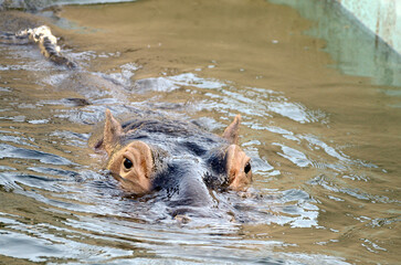 Fototapeta premium カバ