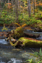 日本　青森県十和田市、十和田湖の子ノ口から焼山まで続く奥入瀬渓流の紅葉