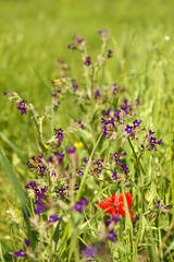 vibrant and colorful wildflower meadow featuring bugloss and poppy flowers amidst lush greenery