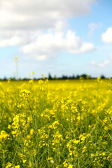 Obraz premium vibrant field of yellow rapeseed flowers under a sky dotted with fluffy clouds.