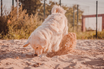 A white dog digs a hole in the sand, splashes and dust fly. Golden Retriever resting on the beach in motion