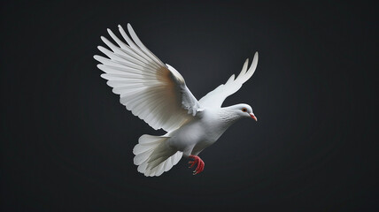 A graceful white dove on black background, a symbol of peace and purity. - obrazy, fototapety, plakaty