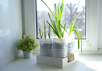 growing green seedlings of onions and garlic in plastic bottles of dairy products with soil on the windowsill at home, the concept of self-cultivation of food