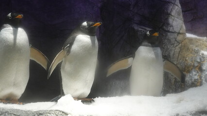 水族館のペンギン