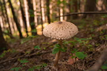 Young mushroom. Parasol mushroom (macrolepiota procera) growing on forest floor
