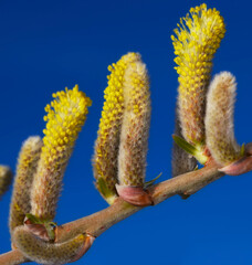 Closeup, tree and willow in spring in nature with leaf, pollen and sprout for ecology in studio on blue background. Salix caprea, foliage or plant with twig, natural growth or botany for food outdoor