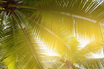 palm leaf background, tropical leaves