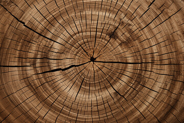 he Natural Patterns of Tree Rings