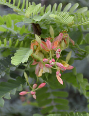 tamarind flowers in the garden