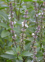close up view of beautiful sweet basil flower in garden