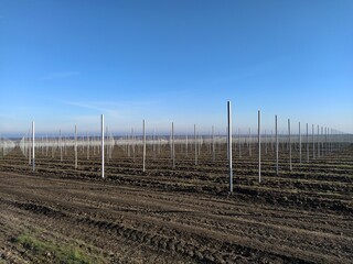 Modern agricultural field, fruit tree plantation in winter