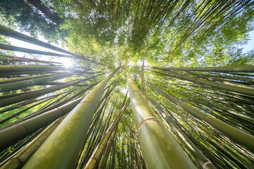 The Bamboo Cevennes, Occitanie, France