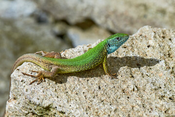 European green lizard female sunbathing on the rock (Lacerta viridis)