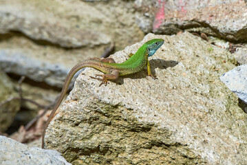 European green lizard female sunbathing on the rock (Lacerta viridis)