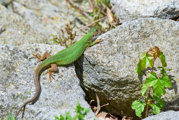 European green lizard female sunbathing on the rock (Lacerta viridis)
