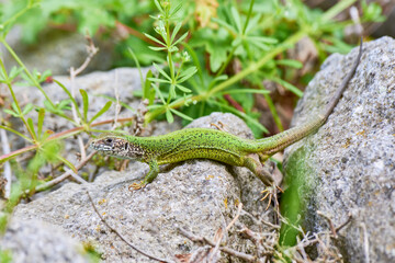 European green lizard female sunbathing on the rock (Lacerta viridis)