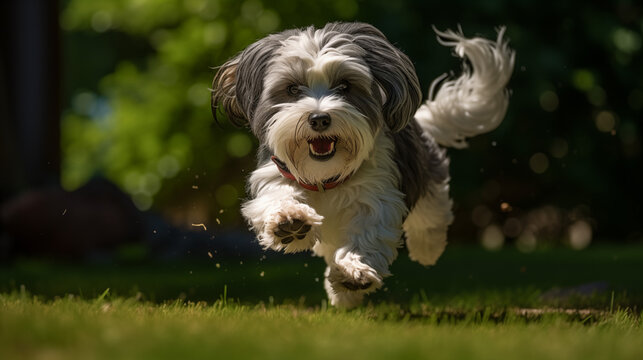 havanese dog running in the garden or park