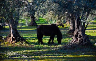 Untamed pony grazing in the woods