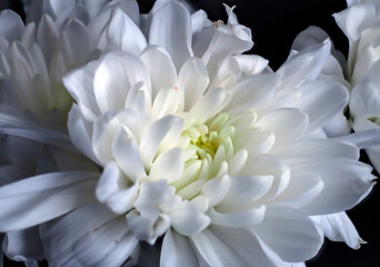 delicate white chrysanthemum flowers on a blurred background - 749355702