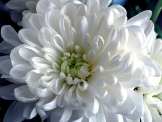 delicate white chrysanthemum flowers on a blurred background - 749355773