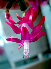 Blooming Christmas cactus in a pot on the windowsill, macro - 749355907
