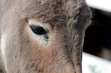 Fototapeta premium ポニー