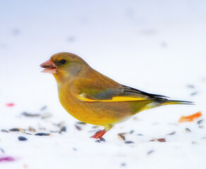 Bird, snow and nature with feather in natural environment for wildlife, ecosystem and fly outdoor. Animals, greenfinch and bills with color in habitat and standing for survival in winter weather