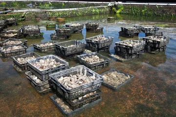 Foto auf Alu-Dibond In de oesterbassins in Yerseke worden de oesters gespoeld en bewaard. Daarna wordt deze culinaire lekkernij verkocht aan de restaurants. © ArieStormFotografie