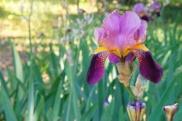 Iris is growing in the park. Purple or violet plant. Cultivated for its showy flowers. Gardening.