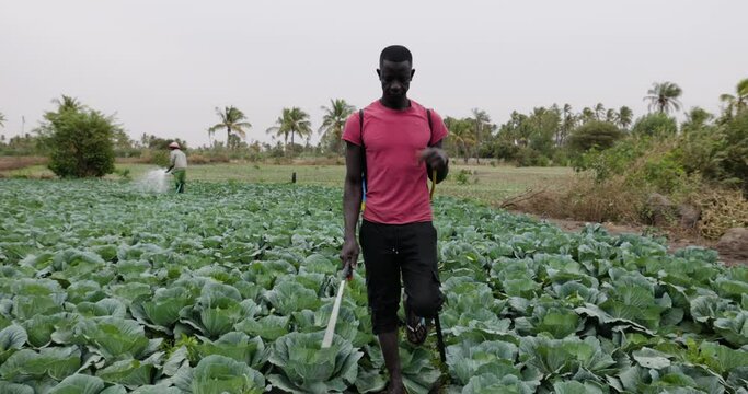 Small scale Black African farmer spraying pesticides on cabbages on a vegetable farm in Senegal, Sahel region. Drought, Climate Change, Desertification
