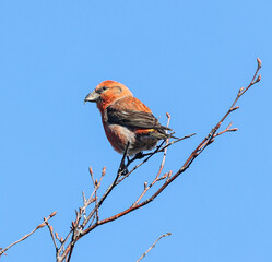 red backed shrike