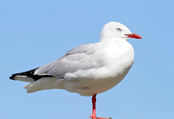 Bird, outdoors and blue sky in nature, flight and avian animal in the wild. Seagull, wildlife and...