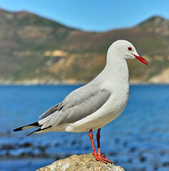 Seagull, outdoor and ocean environment or mountain wildlife at coastal sea in habitat for relax, calm or sitting. Bird, feathers and outside in South Africa or animal with wings, perched or water