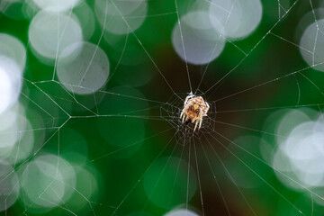 closeup a fat, fluffy spider clinging to a web The background is green and has beautiful bokeh.