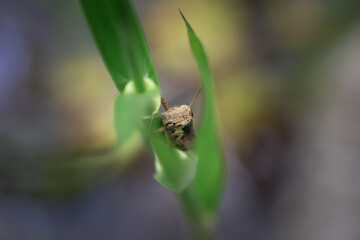 closeup big-eyed grasshopper on grass Selective focus on grasshoppers on a bright green background. Looks refreshing.