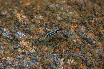 closeup Cicindela aurulenta, a small, fierce-looking, blue, orange-patterned insect clings to a rock in a moist, forest.