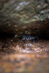 closeup Cicindela aurulenta, a small, fierce-looking, blue, orange-patterned Insect hiding in the crevices of the rocks Beautiful insect in a humid forest along a river in Thailand.