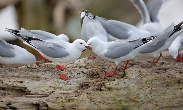 Bird, rock and nature with summer, driftwood and wildlife for ornithology and birdwatching. Redbilled gull, closeup and animal. with feather, wings and fauna in habitat for seagull and new zealand