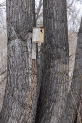 housing for birds, birdhouse made of boards on a tree in the forest in winter
