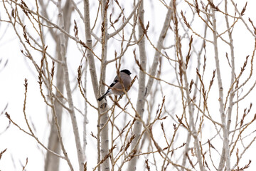 tit bird sitting on a tree branch against the background of a white winter sky
