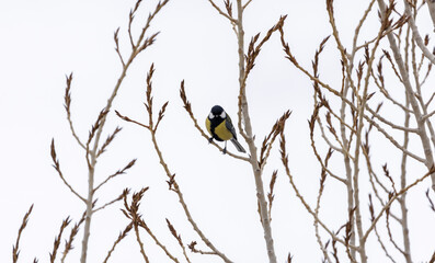 tit bird sitting on a tree branch against the background of a white winter sky
