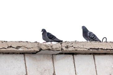 Obraz premium city ​​pigeon sitting on the roof of a building against a white sky 