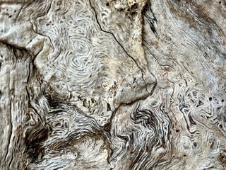interesting lines and serpentine patterns can be seen on the surface of a tree trunk
