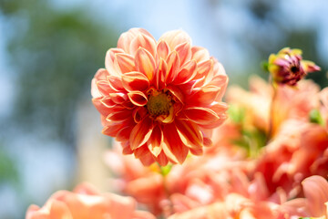 A vibrant orange Dahlia blooms in a garden, its freshness and liveliness captured in selective focus.
