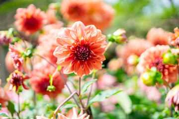 A vibrant orange Dahlia blooms in a garden, its freshness and liveliness captured in selective focus.