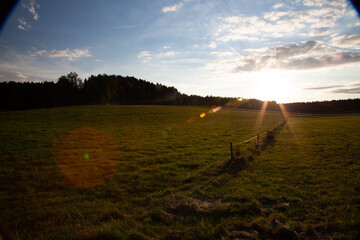 A verdant meadow stretches before you, bordered by a wooden fence. Majestic trees stand proudly in the distant background.