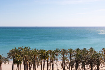 Fototapeta premium palm trees on the beach in a summer like day in the Mediterranean Sea