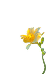 Yellow Daffodil on Transparent Background