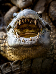 Cuban crocodiles ferocious open mouth revealing sharp teeth, poised to attack, capturing the raw...