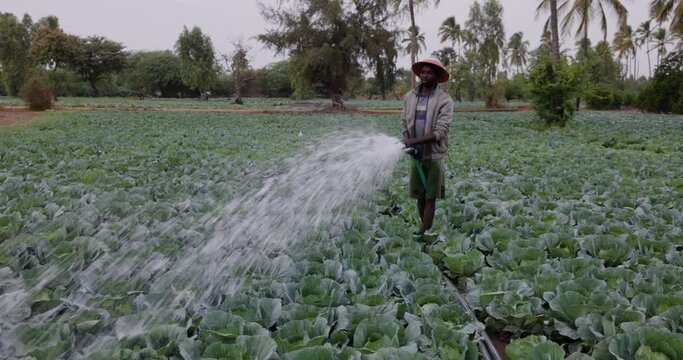 Small scale Black African farmer watering cabbages on a farm in Senegal, Sahel region. Drought, Climate Change, Desertification